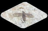 Fossil March Fly (Plecia) - Green River Formation #65099-1